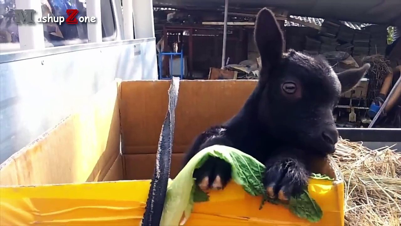 Cute Baby Goats - A Cute And Funny Baby Goats Compilation -- NEW HD