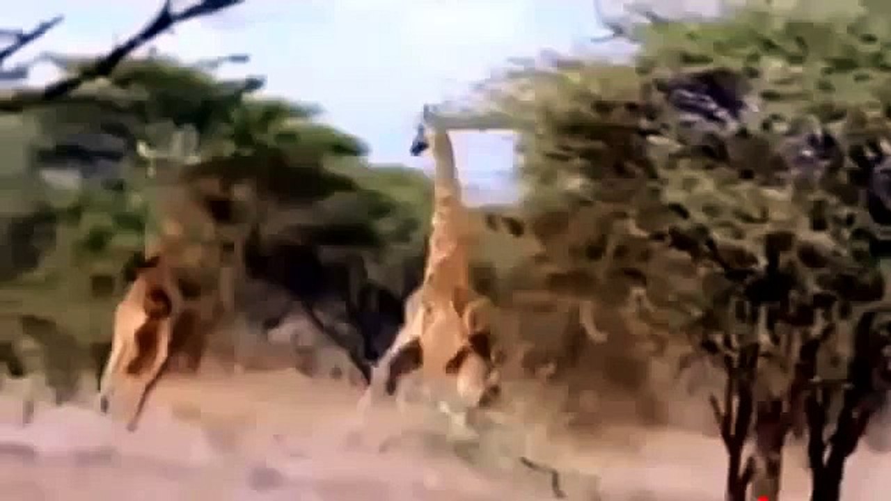 Lion Attack Giraffe | National Geographic Documentary | Animal Attack 2015