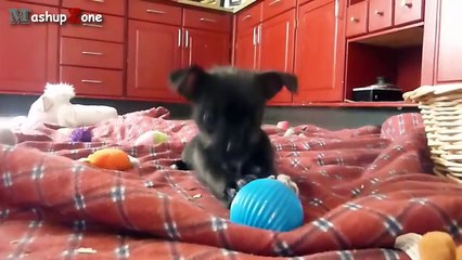 Cute Puppies - A Cute Puppy Videos Compilation 2015