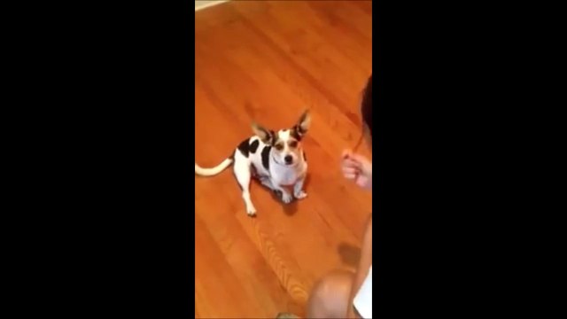 Elle apprend à son chien à miauler comme un chat