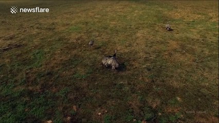 Drone films rhea birds in Argentina