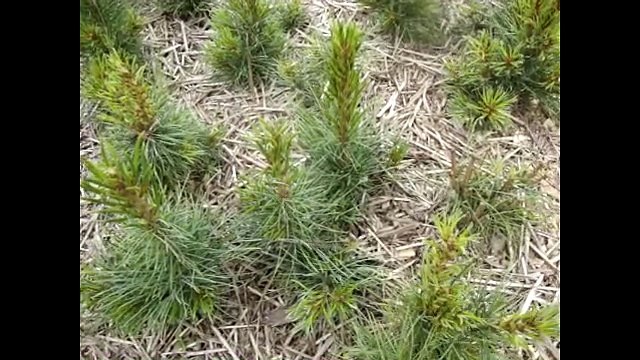 Как избавиться от сорняков Огород для ленивых Мульчирование почвы