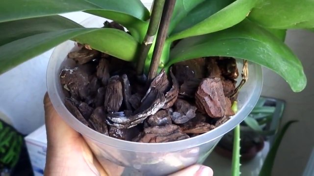 Как поливать домашнюю орхидею