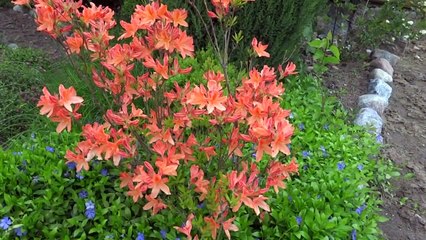 Как сделать опоры для цветов своими руками