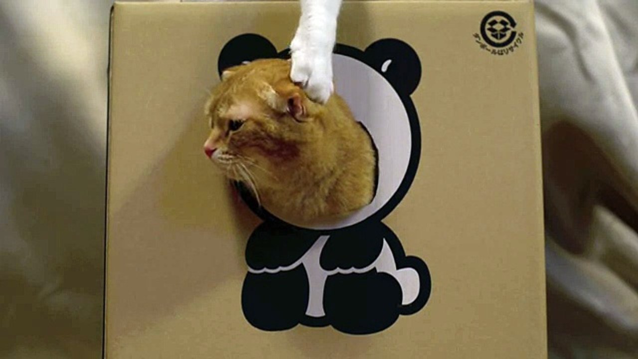 ９匹のパンダ猫 ９Panda Cats