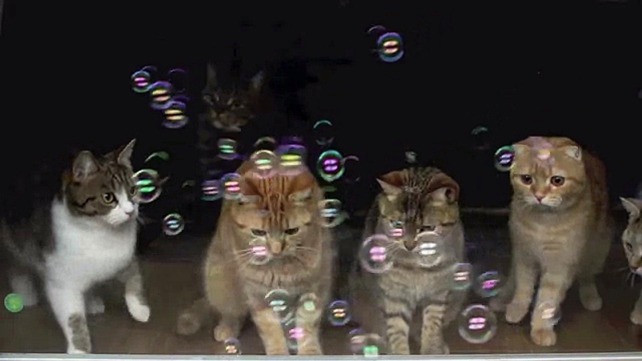 ９匹の猫 初めてのシャボン玉 ９Cats.Bubbles for the first time