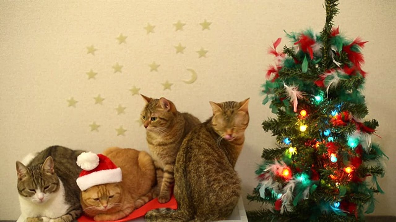 9匹の猫のクリスマス☆ 9 cats of Christmas