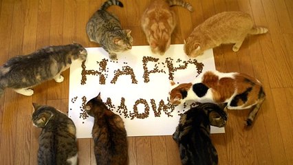 ９匹の猫のハロウィン Halloween 9 cats