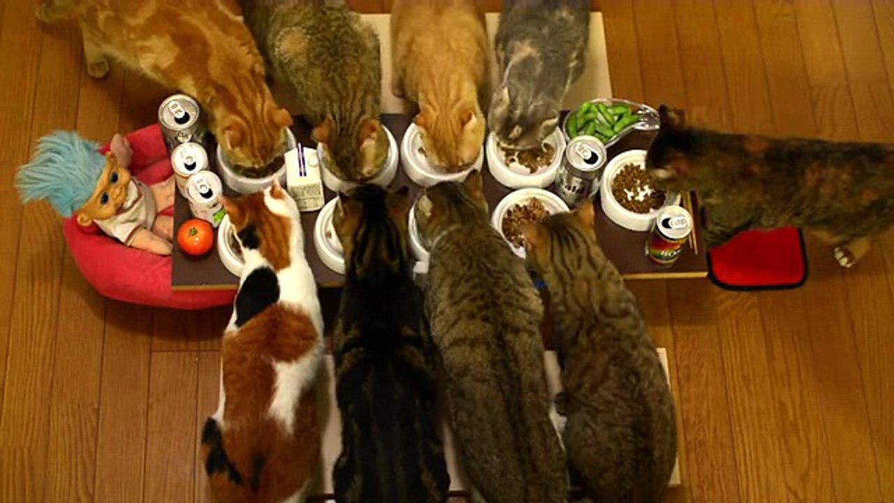 ９匹の猫の宴会 Banquet of 9 Cats
