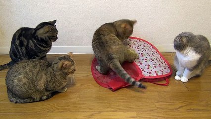 ホッピングバッグで遊ぶ9匹の猫 9 cats play with a Bag