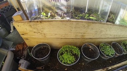 idée de culture sur balcon fevrier 2016