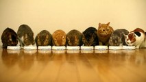 むしゃむしゃ食べる9匹の猫 9 Cats Munch Away Cat Food