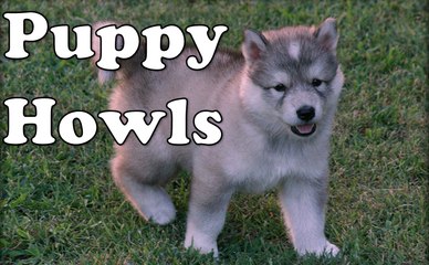 Cute Baby Wolf Howls