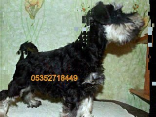 Minyatür Schauzer Yavru Köpek İını