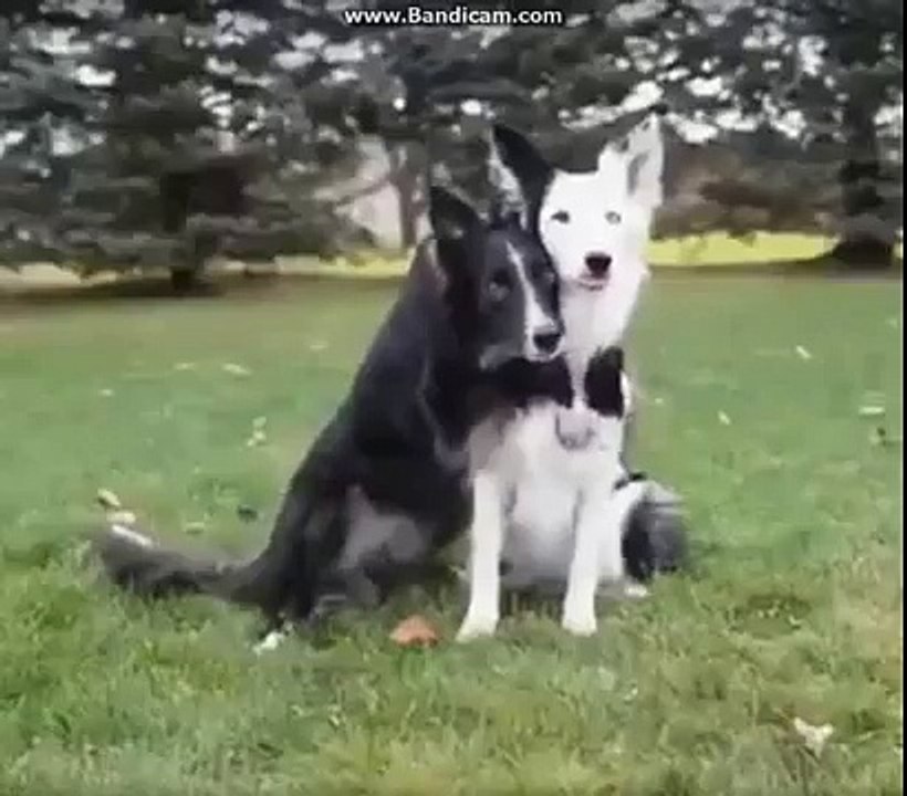 WWW.IZLEVIDEO.NET-Arkadaşına Sarılarak Poz Veren Köpek