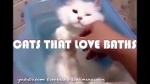 Funny Cats Love Water Compilation 2015  Cats That Love Baths  Funny Videos 2015