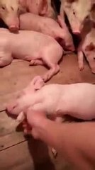 Ngày sưa ông bà ta có câu ngủ như heo. Giờ mới biết nguồn gốc từ đâu