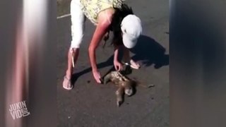 Woman Rescues Sloth From Middle of Road - Slow Moves - Video Dailymotion