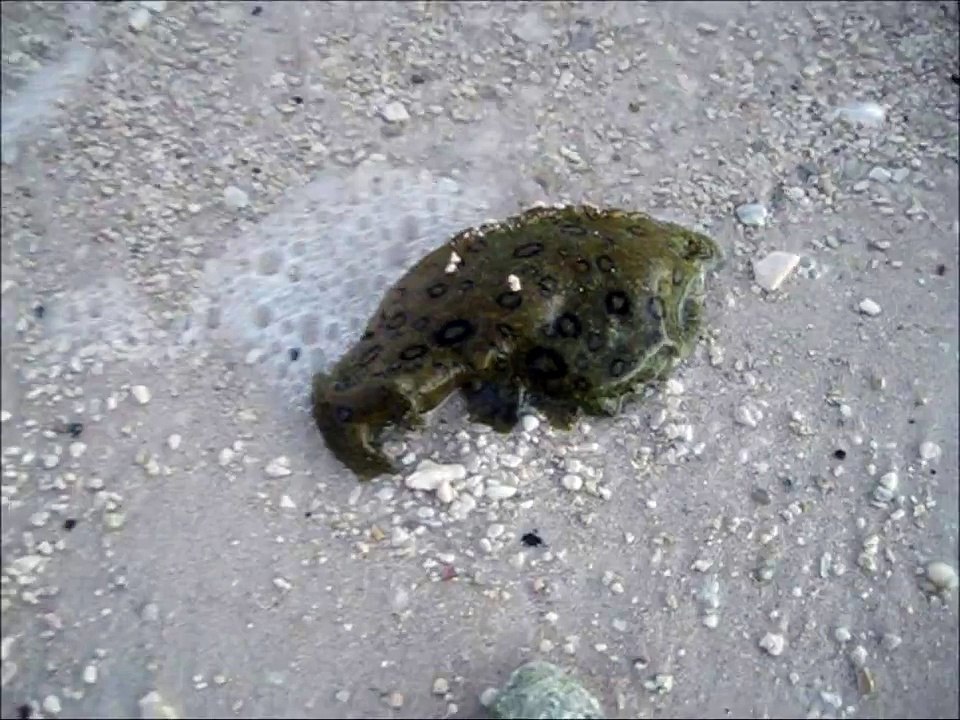 CREEPY SEA CREATURE
