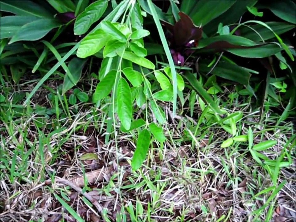 stinging caterpillar