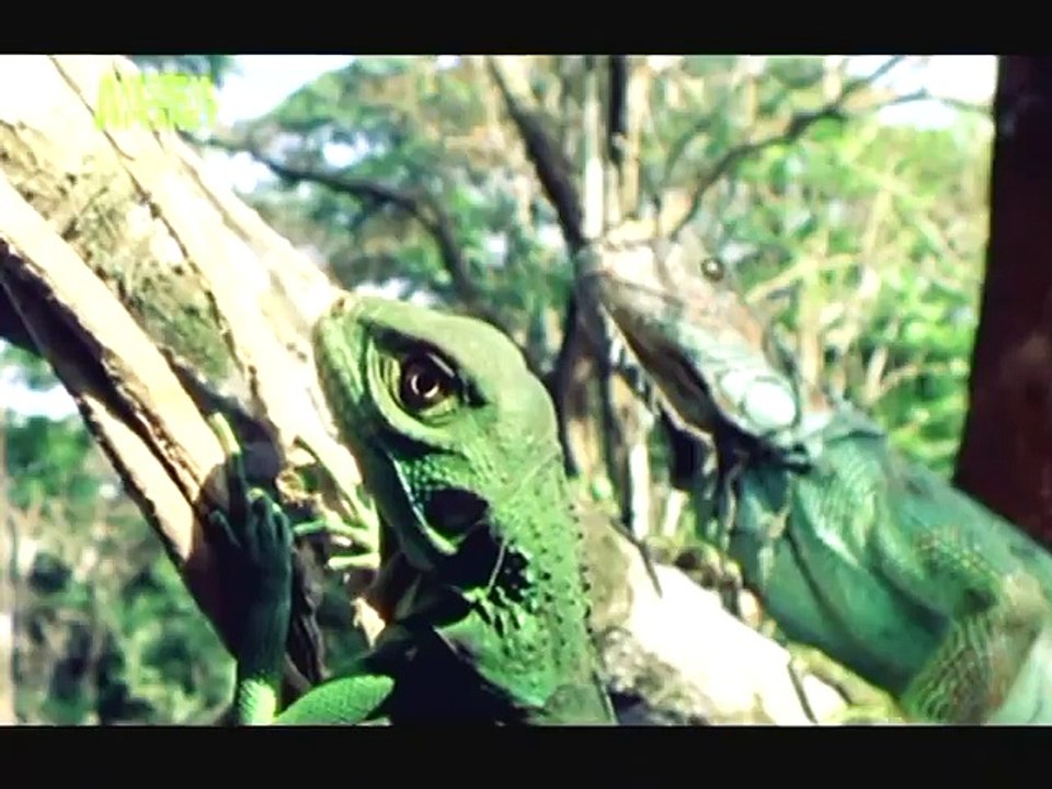The Planet's Funniest Animals - Falcom and Iguana [HUNGARIAN DUB] HD