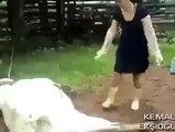 cute baby disturbing an animal sleep