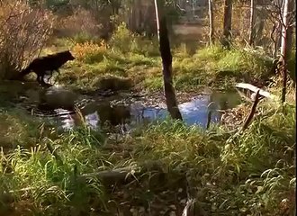 Documentary - Living With Wolves Part 1
