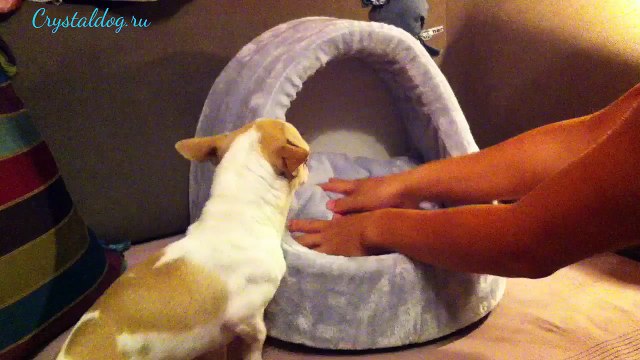 Домики для маленьких собак Конфетка