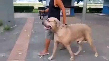 dog meets a cat on the road with mouse