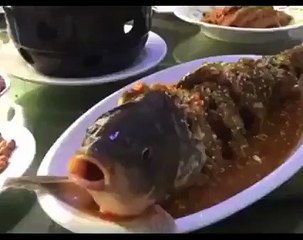 Il sert un shot d'alcool à un poisson cuit ... WTF !!!