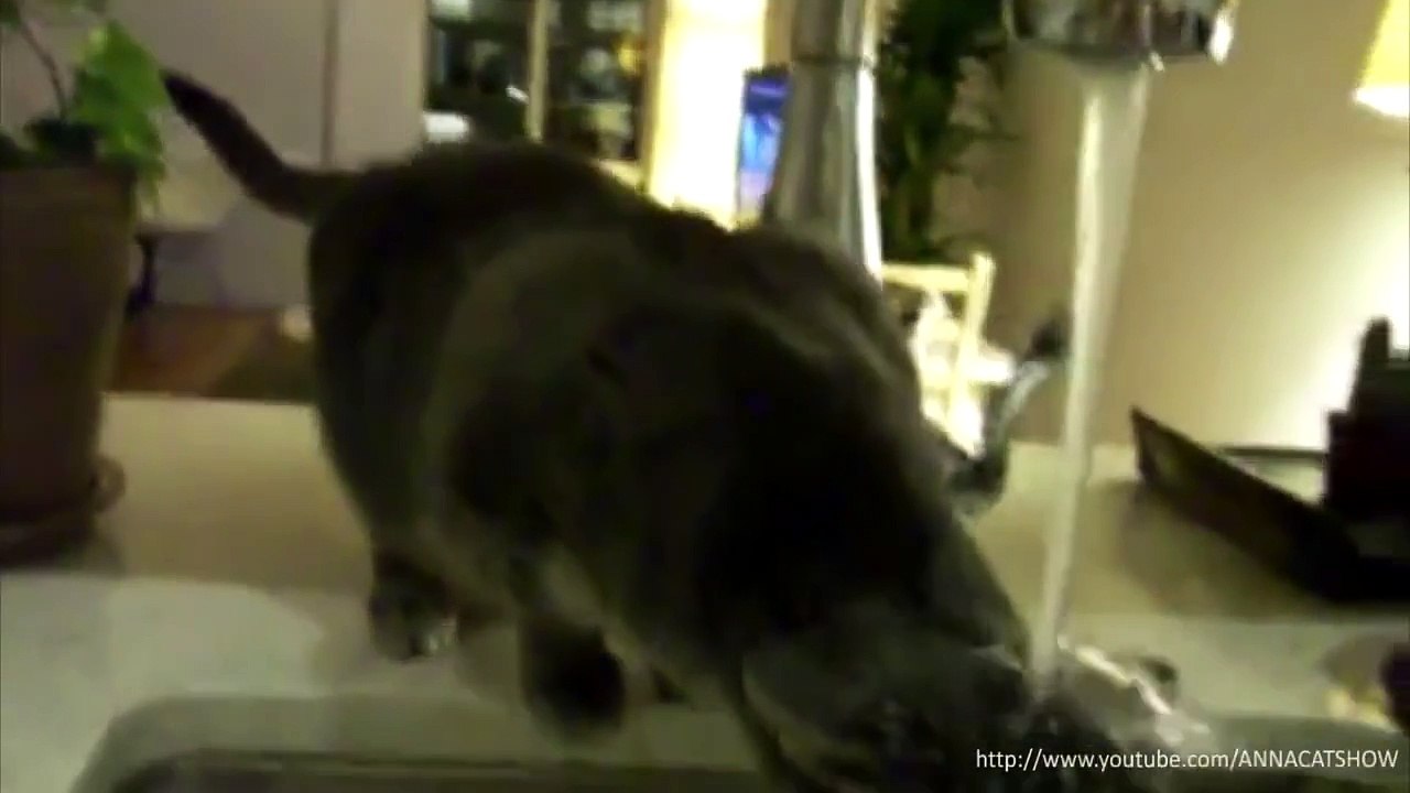 The best cats in water compilation