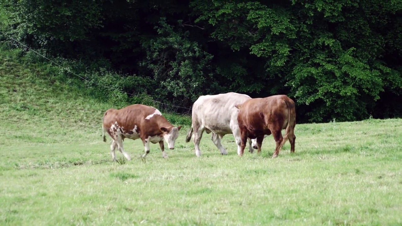 Une vache laitière sur le point d'être abattue pleure de terreur, jusqu'à ce qu'elle réalise où elle s'en va!