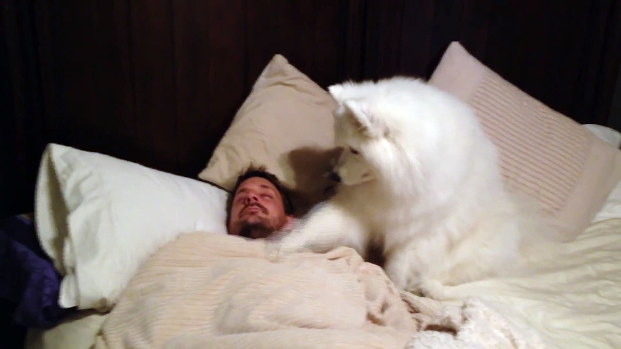 Ses amis ne le croient pas que son chien fait ça tous les matins, alors il se filme pour le prouver!