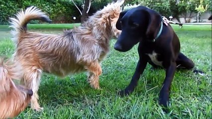 Ils voient cette pauvre chienne dans une ruelle, lorsqu'ils s'approchent, ils n'en croient pas leurs yeux!