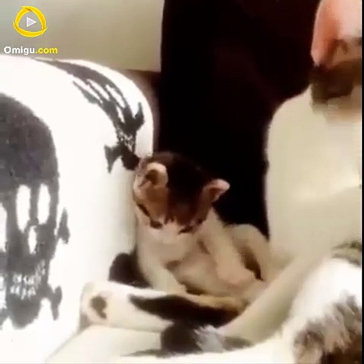 10 Cutest Cat Moments  | Omigu.com