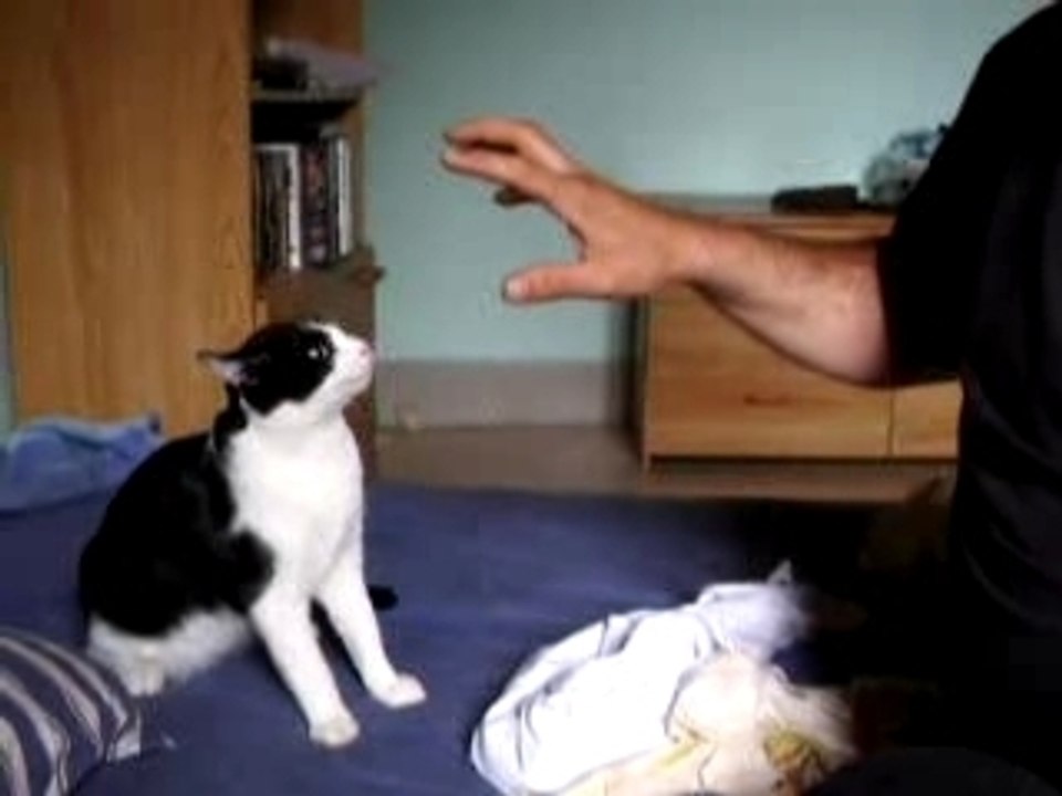 Notre chat le retour