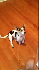 My Mom Teaching Our Dog Griffin to Meow