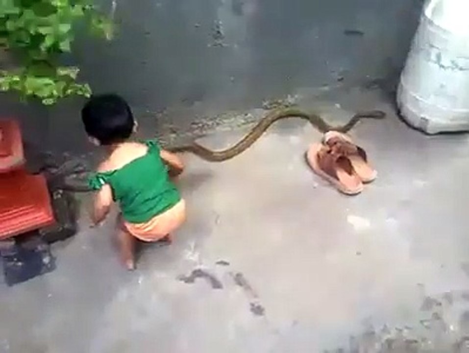 Anak Kecil ini Nggak ada Takutnya Sama Ular