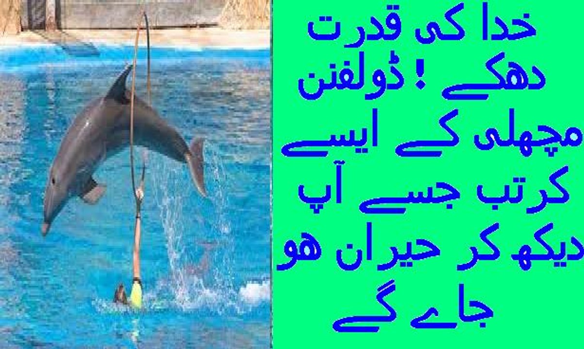 SeaWorld Orlando Whale and Dolphin show (Best Tricks)