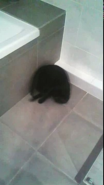 Funny cat running after its tail