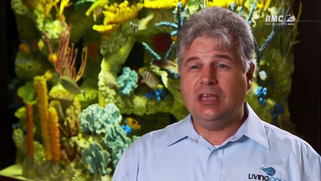 Les rois des aquariums - L'aquarium de requins