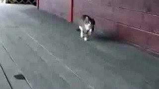 Funny cat, running around like a horse. - funny pets