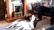 Funny Dogs-Well Trained Husky Dog Training Tricks [HD]