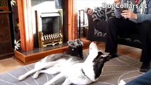 Funny Dogs-Well Trained Husky Dog Training Tricks [HD]