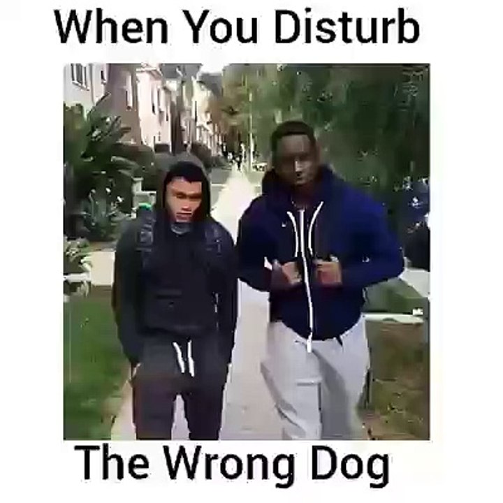 when you distrub the wrong dog