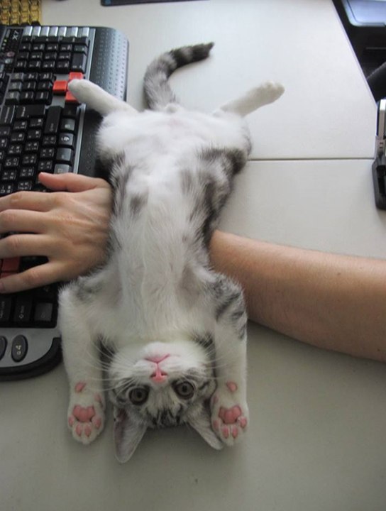 Bruce Lee Cat