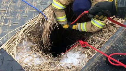 Des pompiers sauvent un chien
