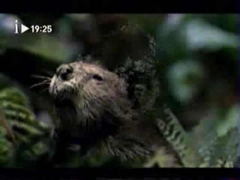 Copie de Humour Pub Xbox(Moustique)