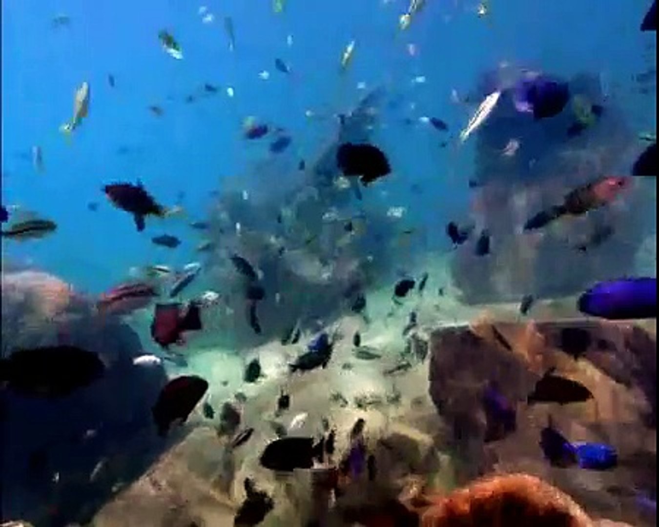 ⁣Our Planet-Наша Планета (Красивая природа и животные)