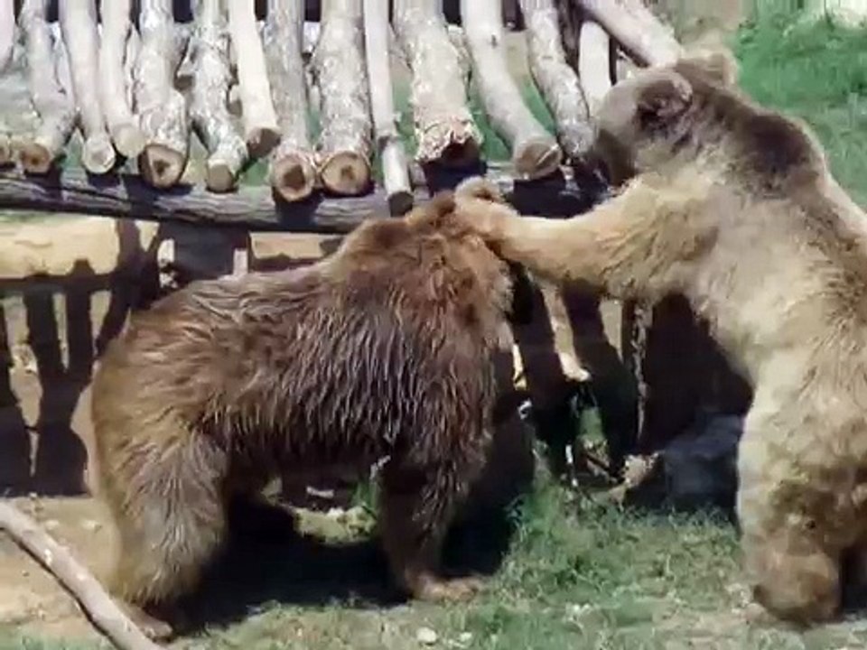 Bear playing